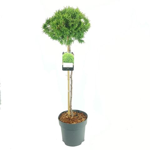 Thuja occidentalis 'Danica'