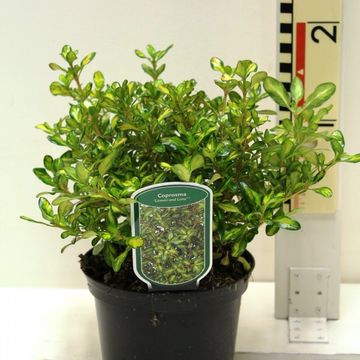 Coprosma 'Lemon and Lime'