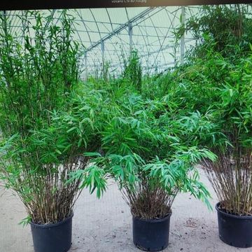 Fargesia nitida 'Volcano'