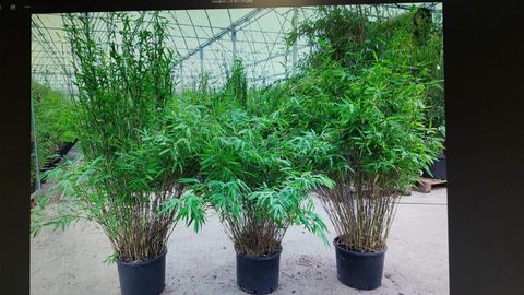 Fargesia nitida 'Volcano'