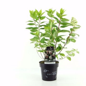 Hydrangea paniculata TICKLED PINK