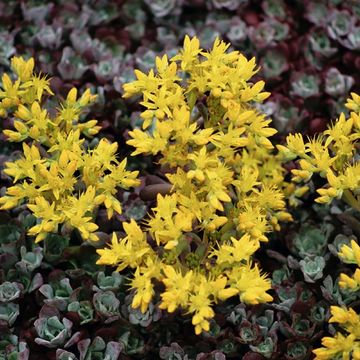 Sedum spathulifolium 'Purpureum'