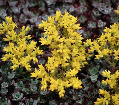 Sedum spathulifolium 'Purpureum'