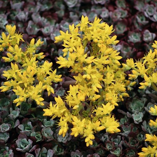 Sedum spathulifolium 'Purpureum'