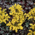 Sedum spathulifolium 'Purpureum'