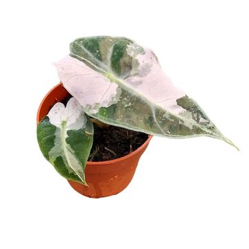 Alocasia 'Polly Variegata'