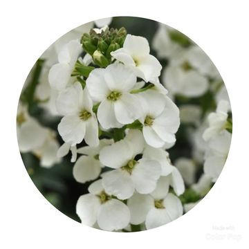 Erysimum LEYA WHITE