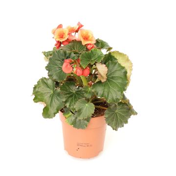 Begonia 'Glory Garden Orange'