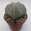 Astrophytum myriostigma