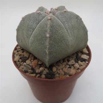 Astrophytum myriostigma