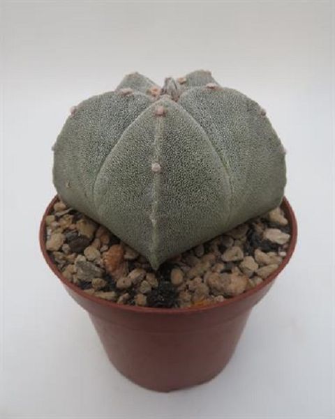 Astrophytum myriostigma
