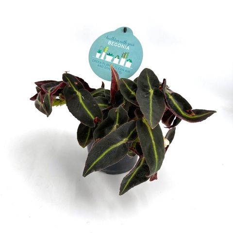 Begonia listada — Plant Wholesale FlorAccess