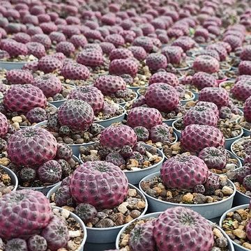 Sulcorebutia rauschii violacidermis