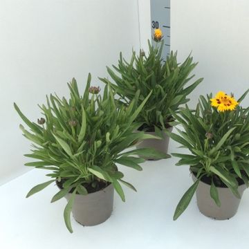 Кореопсис grandiflora 'Sunfire'