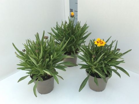 Кореопсис grandiflora 'Sunfire'