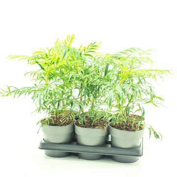 Mahonia VOLCANO