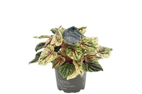 Peperomia caperata 'Helios Variegata'