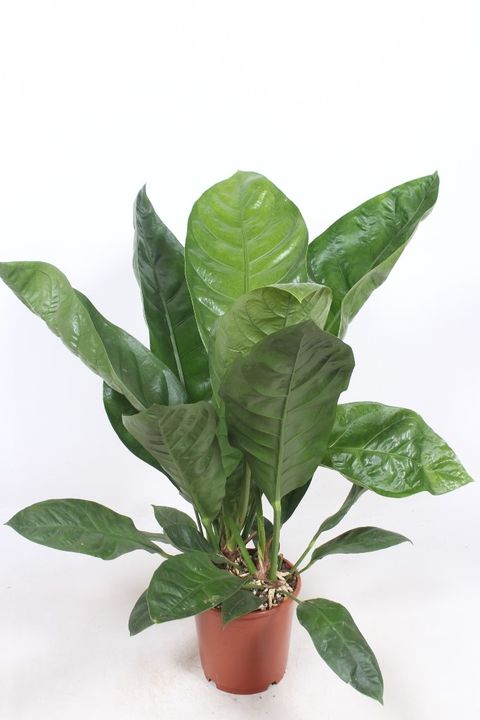 Anthurium ellipticum JUNGLE KING