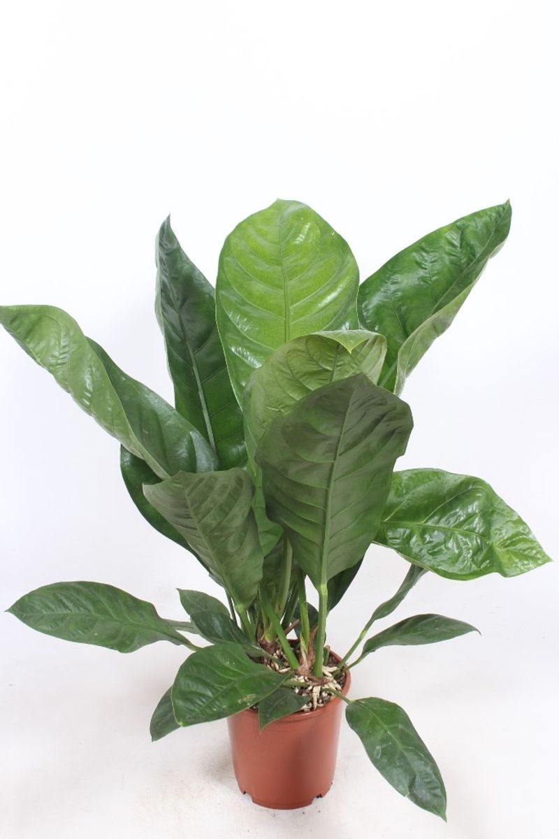 Anthurium ellipticum JUNGLE KING  Plant Wholesale FlorAccess