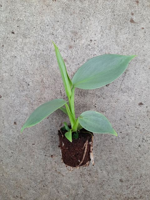 Filodendron hastatum 'Silver Sword'