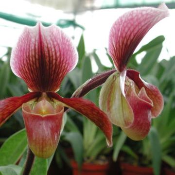 Paphiopedilum 'Bingleyense'