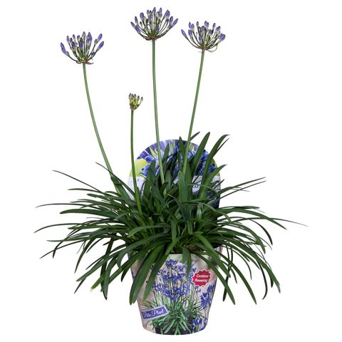 Agapanthus SUMMER LOVE BLUE