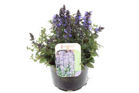 Ajuga reptans 'Braunherz'