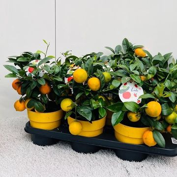 Citrus x limonia 'Rangpur'