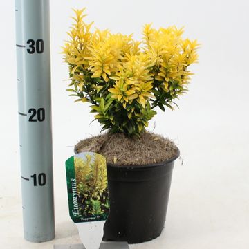 Euonymus japonicus 'Happiness'