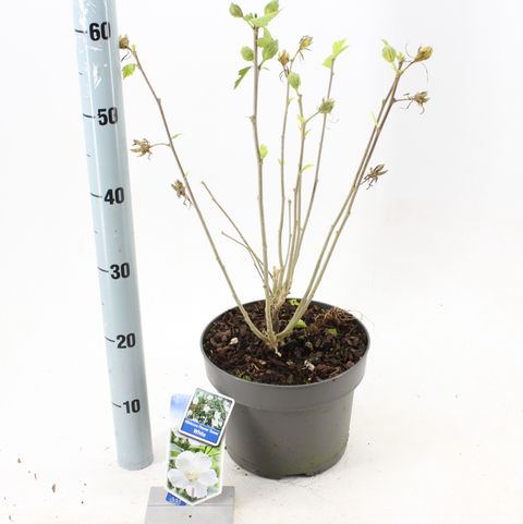 Hibiscus syriacus FLOWER TOWER WHITE