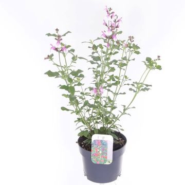 Salvia microphylla 'Melba Magic Strawberry'