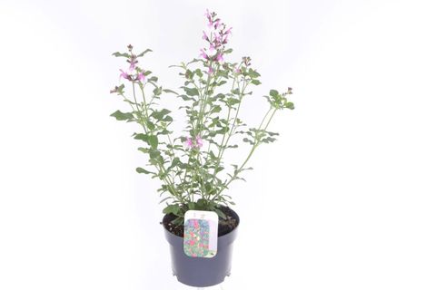Salvia microphylla 'Melba Magic Strawberry'