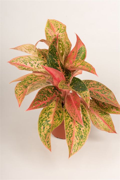 Aglaonema 'Prestige'