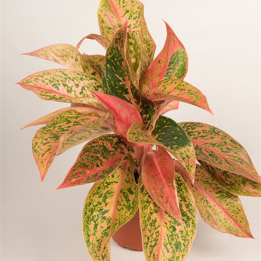 Aglaonema 'Prestige'