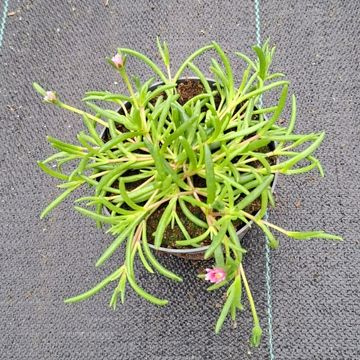 Delosperma cooperi LIDO PINK