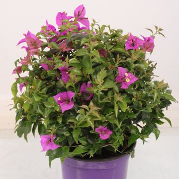 Bougainvillea 'Alexandra'