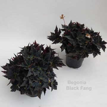 Begonia 'Black Fang'