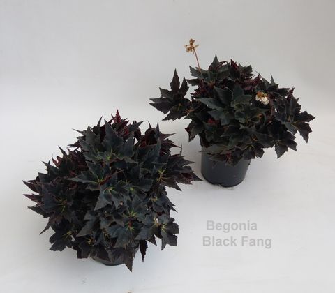 Begonia 'Black Fang'