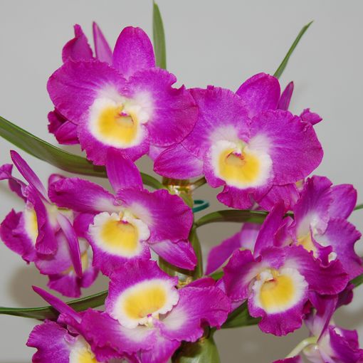 Altezza 50-60 cm Dendrobium Comet King Akatsuki Orchidea Vaso Ø 12 cm Fiore viola