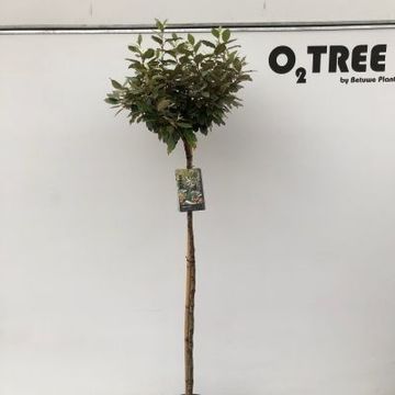 Elaeagnus x ebbingei