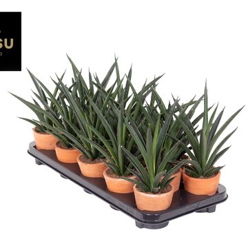 Sansevieria 'Comet Amazon Green'