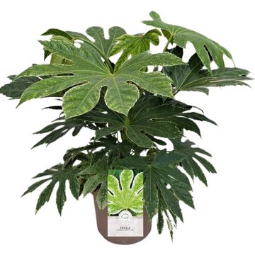 Fatsia japonica 'Spider's Web'