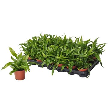 Asplenium antiquum 'Leslie'