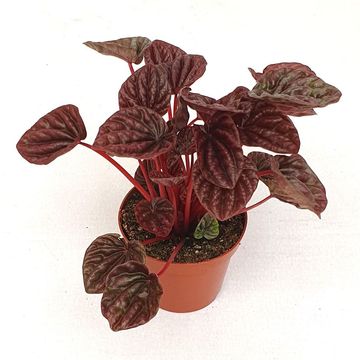Peperomia caperata 'Red Luna'