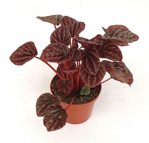 Peperomia caperata 'Red Luna'