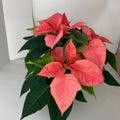 Euphorbia pulcherrima PINK CHAMPAGNE