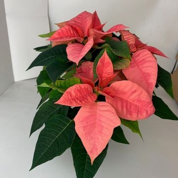 Euphorbia pulcherrima PINK CHAMPAGNE