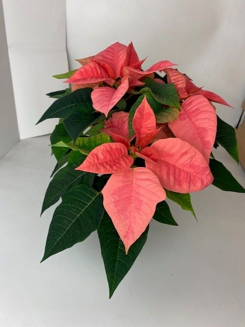 Euphorbia pulcherrima PINK CHAMPAGNE