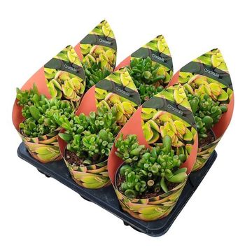 Crassula ovata 'Gollum'