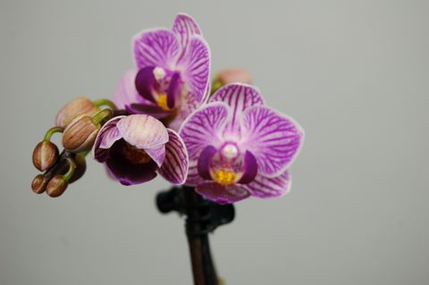 Phalaenopsis Sogo Vivien 'Marginata'